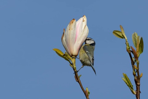 Blue tit (Cyanistes Caeruleus) adult bird feeding on a garden Magnolia tree flower in spring,