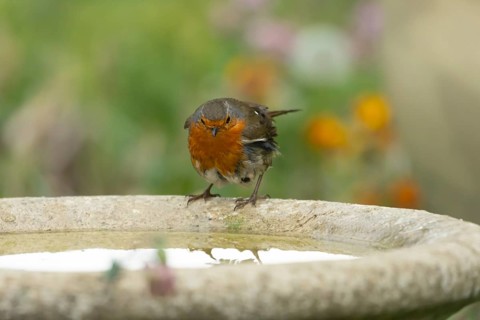 European robin (Erithacus rubecula) adult bird on a garden bird bath, England, United Kingdom