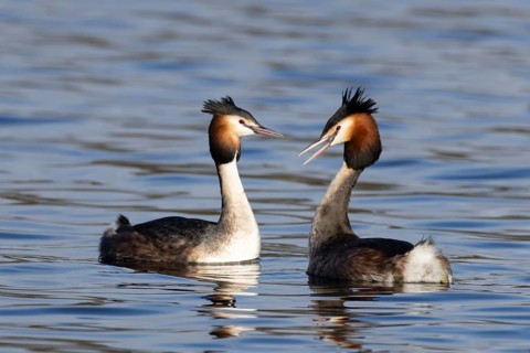 Great crested grebe (Podiceps cristatus) two adult birds on water of a lake performing their