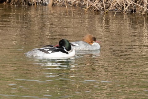 Goosander (Mergus merganser) adult male and female birds on water of a river, England, United