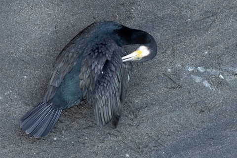 Great cormorant (Phalacrocorax carbo) adult bird preening, Italy