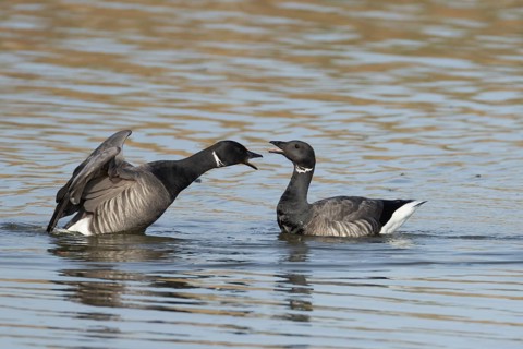 Brent goose (Branta bernicla) two adult geese birds calling or arguing on a lagoon, England, United