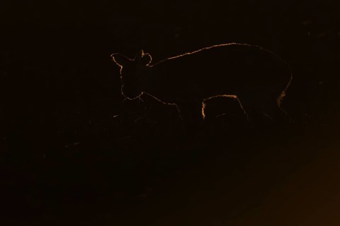 Chinese water deer (Hydropotes inermis) silhouette of an adult animal backlite in a fenland field