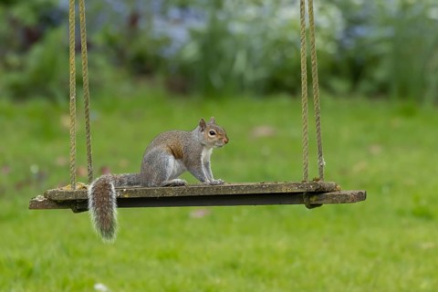 Grey squirrel (Sciurus carolinensis) adult animal on a garden swing, England, United Kingdom