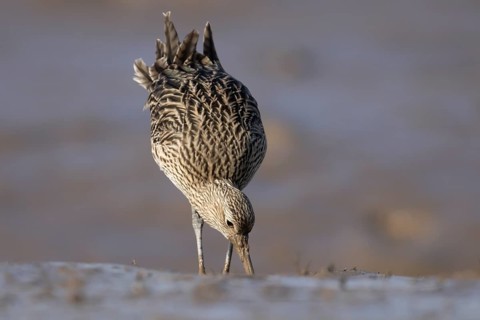 Eurasian curlew (Numenius arquata) adult wading bird searching for food on a mudflat, England,