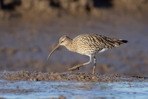 Eurasian curlew (Numenius arquata) adult wading bird walking on a mudflat, England, United Kingdom
