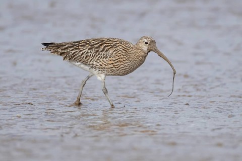 Eurasian curlew (Numenius arquata) adult wading bird with a lugworm for food in its beak on a