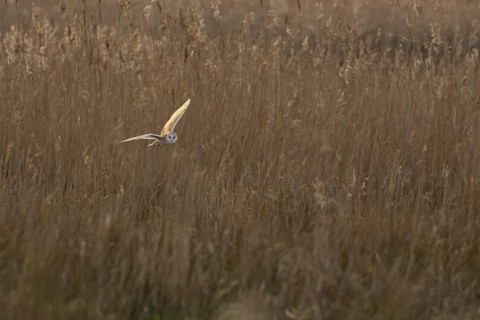 Barn owl (Tyto alba) adult bird in flight hunting over marshland, England, United Kingdom