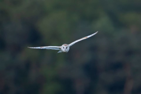 Barn owl (Tyto alba) adult bird flying, England, United Kingdom