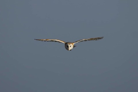 Barn owl (Tyto alba) adult bird in flight, England, United Kingdom