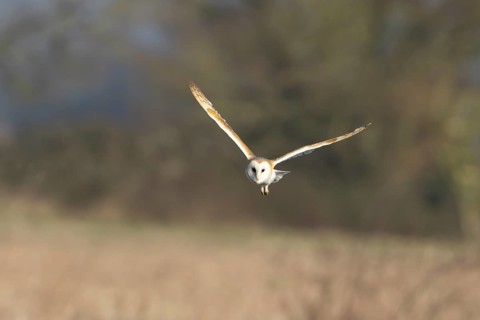 Barn owl (Tyto alba) adult bird in flight hunting over a farmland field, England, United Kingdom