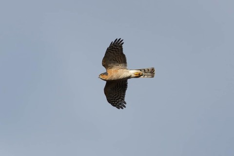 Eurasian sparrowhawk (Accipiter nisus) adult male bird of prey flying, England, United Kingdom