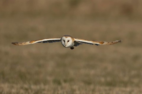 Barn owl (Tyto alba) adult bird in flight over a farmland field, England, United Kingdom