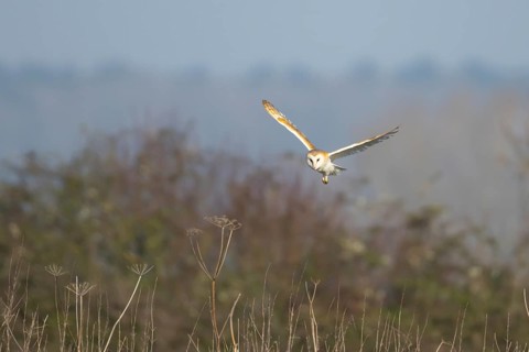 Barn owl (Tyto alba) adult bird in flight hunting in the countryside, England, United Kingdom