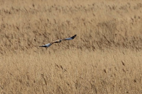 Marsh harrier (Circus aeruginosus) adult bird of prey flying over a reedbed, England, United