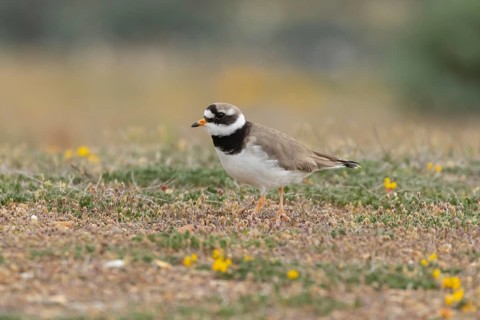Ringed plover (Charadrius hiaticula) adult wading bird on a beach, England, United Kingdom