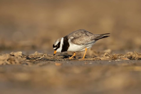 Ringed plover (Charadrius hiaticula) adult wading bird feeding on a beach, England, United Kingdom
