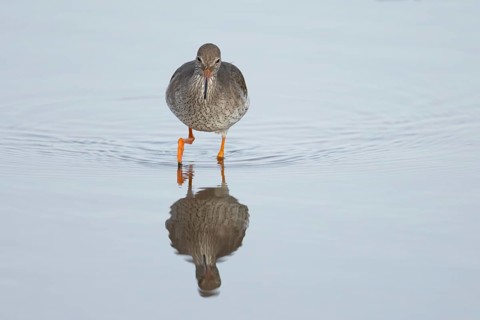 Common redshank (Tringa totanus) adult wading bird in water of a shallow lagoon, England, United
