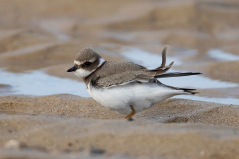 Ringed plover (Charadrius hiaticula) juvenile wading bird on a beach, England, United Kingdom