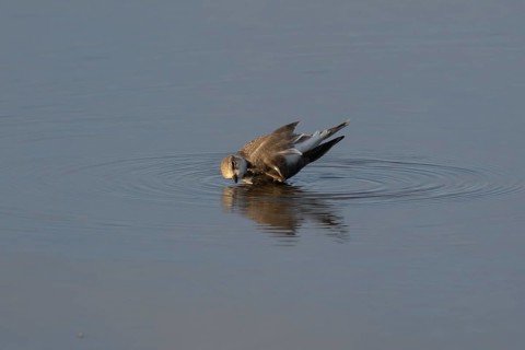 Little ringed plover (Charadrius dubius) adult wading bird bathing in water of a shallow coastal