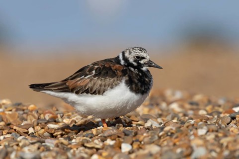 Ruddy turnstone (Arenaria interpres) adult wading bird in summer plumage on a shingle beach,