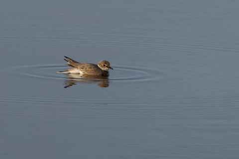 Little ringed plover (Charadrius dubius) adult wading bird in water of a shallow coastal lagoon,