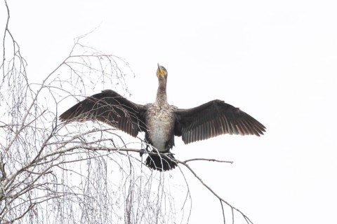 Great cormorant (Phalacrocorax carbo) adult bird drying its wings perched on a tree branch,