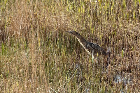 Great or Eurasian bittern (Botaurus stellaris) adult bird in a reedbed, England, United Kingdom