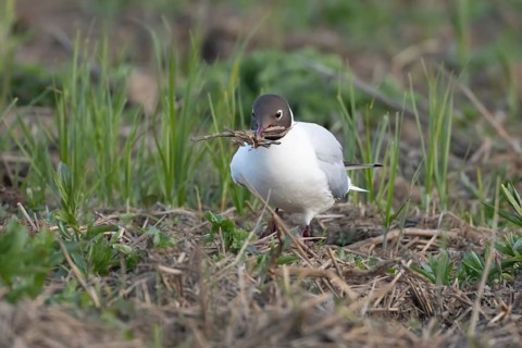 Black headed gull (Chroicocephalus ridibundus) adult bird collecting twigs for nesting material in