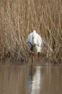 Great white egret (Ardea alba) adult bird in water on the edge of a reedbed with a frog for food in