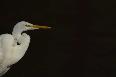 Great white egret (Ardea alba) adult bird portrait, England, United Kingdom