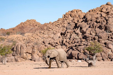 African elephant (Loxodonta africana), desert elephant, near the Hoanib River, Damaraland, Kunene