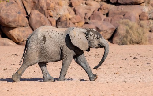 Juvenile African elephant (Loxodonta africana), desert elephant, near the Hoanib River, Damaraland,