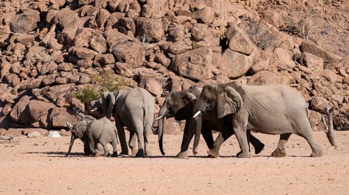 Herd of elephants with young, African elephant (Loxodonta africana), desert elephant, near the