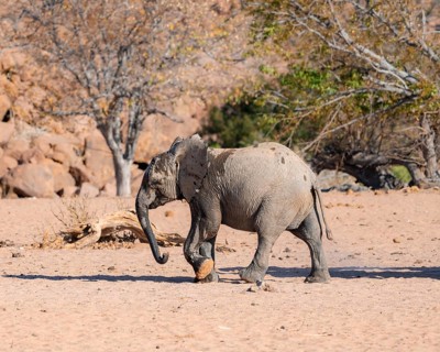 Juvenile African elephant (Loxodonta africana), desert elephant, near the Hoanib River, Damaraland,