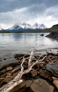 Cloudy mountain range Cuernos del Paine, dead branch on the shore of the blue lake Lago Pehoe in