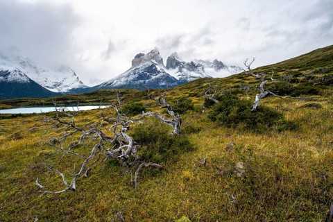Enchanted dead trees, Cuernos del Paine mountain range in autumn, Torres del Paine National Park,