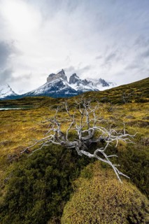 Enchanted dead trees, Cuernos del Paine mountain range in autumn, Torres del Paine National Park,