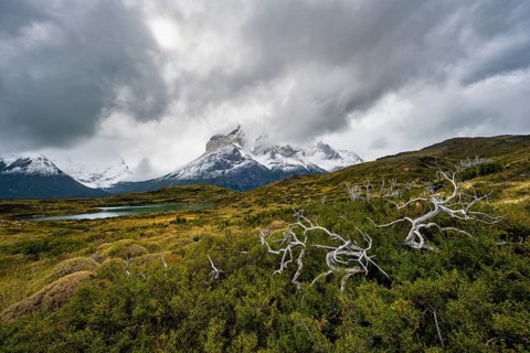 Dead bare trees, cloudy mountain range Cuernos del Paine, Torres del Paine National Park, Chile