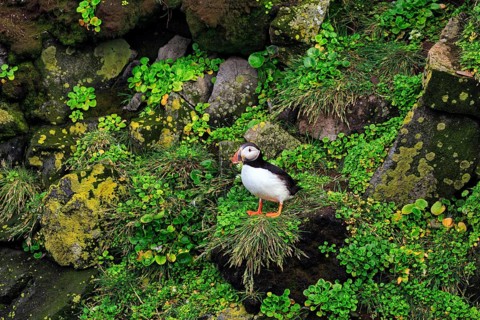 Lone puffin (Fratercula arctica) on a bird cliff, Latrabjarg headland, Westfjords, Iceland