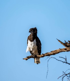 Black-breasted Snake Eagle (Circaetus pectoralis), perched on a branch against a blue sky, Erongo,