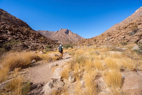 Tourist on a hiking trail in the Tsisab Gorge, White Lady Trail, desert landscape, Brandberg,