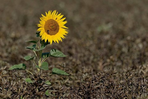 Single sunflower (Helianthus annuus) in bloom in a field of ripe field beans (Vicia faba), North