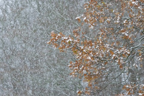 Oak (Quercus) with autumn leaves in dense snowfall, snow drift, North Sea, Norddeich, Lower Saxony,