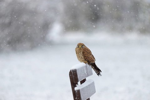 Kestrel (Falco tinnunculus), female using a park bench as a lookout during heavy snowfall, North