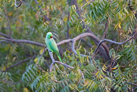 Collared Parakeet (Psittacula krameri), Luni, Rajasthan, India