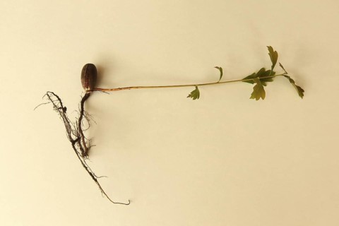 Oak (Quercus) 22cm long oak sapling, oak seedling or oak seedling grows from an acorn, next to fine