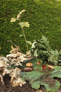 Oak (Quercus) 22cm long oak sapling, oak seedling or oak seedling grows from an acorn, next to fine