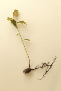 Oak (Quercus) 22cm long oak sapling, oak seedling or oak seedling grows from an acorn, next to fine