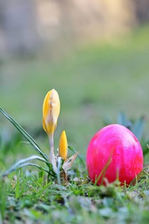 Yellow crocuses (Crocus sp.) on a lawn in the garden next to an Easter egg, Wilnsdorf, North